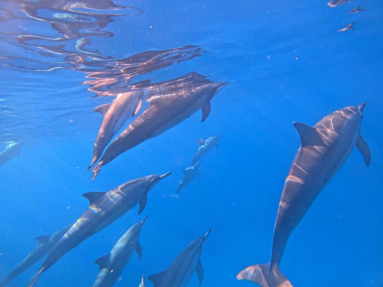 Dolphin swimming excursion in Mauritius with MauriTrip in Tamarin Bay